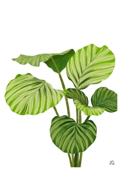 Big Leaf Plants, Basic Art Techniques, Calathea Orbifolia, 동화 삽화, Organic Art, Flowery Wallpaper, Diy Watercolor Painting, Leaf Drawing, Art Painting Gallery