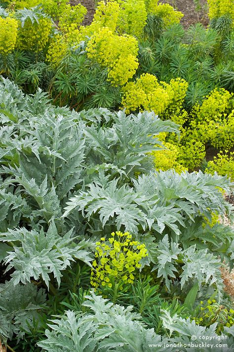 Artichokes growing with Euphorbia characias 'John Tomlinson' Artichoke Landscaping, How To Grow Artichokes Plants, Artichoke Plant, Growing Artichokes, Slope Garden, Euphorbia Characias, Artichoke Plants, Plant Palette, Garden 2023