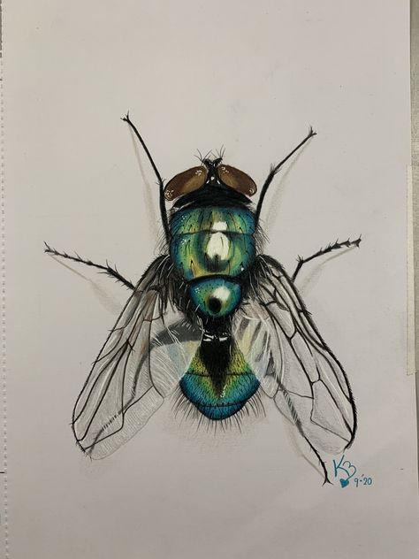 Insect Drawing Sketchbooks, Intermediate Art, Insects Art, Bugs Drawing, Art Studio At Home, Insect Art, Learn Art, Color Pencil Drawing, Realistic Drawings