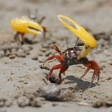 Crab Species, Fiddler Crab, Crab Stuffed Shrimp, Crab And Lobster, Arm Day, Marine Fish, Aquatic Animals, Arthropods, Crustaceans