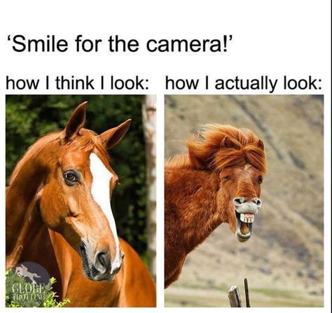 Horses Meme Funny, Horse Memes Funny Hilarious, Funny Horse Memes, Horse Meme, Horse Memes, Horse Quotes Funny, Funny Horse Pictures, Horse Jokes, Horse Riding Quotes