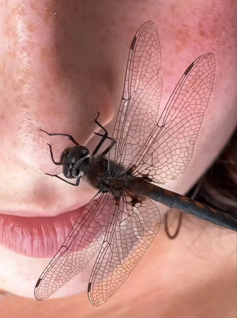 Fly Insect Aesthetic, Bug Girl Aesthetic, Bug Taxidermy, Flying With A Baby, Beautiful Bugs, Writing Art, Creature Feature, Granola Girl, Dragonflies