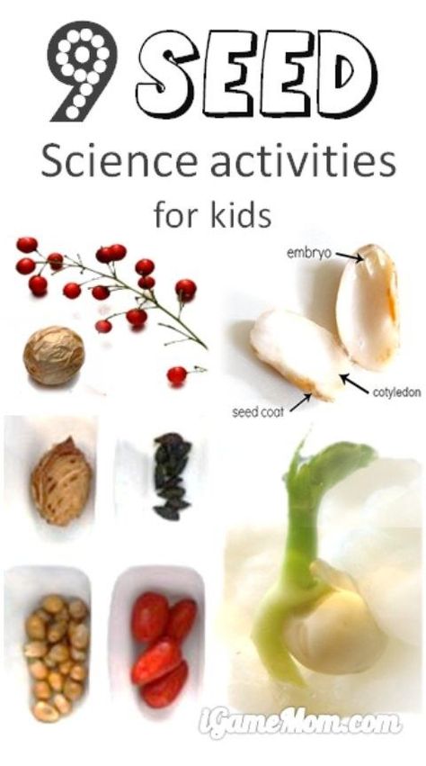 9 kids science activities about seeds, explore different seed structures, watch seeds spread around, observe seed sprout, and record discoveries. Kids Science Activities, Garden Science, Seed Science, Kids Science, Plant Life Cycle, Science Projects For Kids, Science Activities For Kids, Stem For Kids, Plant Science