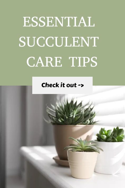 Essential succulent care tips headline above three potted succulents on a windowsill, with a call to action button saying 'Check it out'. Succulent Care Tips, Succulent Rock Garden, Types Of Houseplants, How To Water Succulents, Succulent Garden Design, Succulent Landscaping, Plant Parent, Succulent Centerpieces, Succulent Garden Diy