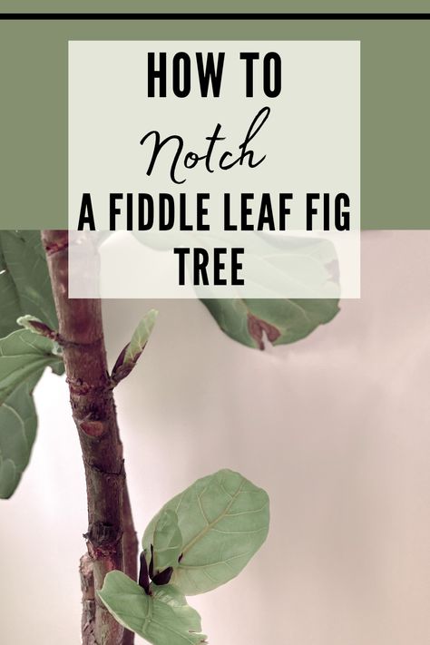 How To Make Fiddle Leaf Bushy, Fiddleleaf Care, Notch Fiddle Leaf Fig, Notching Fiddle Leaf Fig, Fiddle Leaf Tree Propagation, How To Trim Fiddle Leaf Fig Tree, Fiddle Fig Tree Care, How To Propagate Fiddle Leaf Fig, Propagating Fiddle Leaf Fig