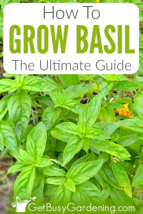 Growing basil is easy. The plants perform equally well in outdoor pots and containers, or the garden. You can even grow it indoors in winter. Learn all you need to know about how to care for basil in this detailed guide. Includes information about different types (Genovese, Thai, Holy, sweet, lemon, purple, cinnamon), where to grow, and how and when to plant it. Plus tips for soil, fertilizer, sun, water, pruning, flowers, propagation (from clippings or seed), harvesting, diseases, and more! Squash Arch, Indeterminate Tomatoes, Growing Cucumbers Vertically, Storing Basil, Growing Herbs At Home, Grow Rosemary, Grow Blueberries, Grow Peppers, Types Of Basil