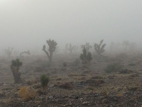 Goth Desert Aesthetic, Scary Desert, Desert Sand Aesthetic, Creepy Desert, Chemical Overreaction, Desert Gothic, Desert Grunge, Pink Canyon, Midnight Rodeo