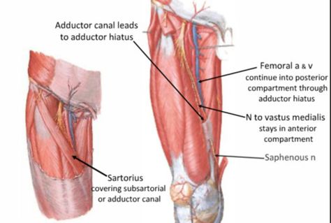 Adductor Canal Anatomy, Hip Anatomy, Anatomy Notes, Muscle Anatomy, Lower Limb, Medical Anatomy, School Hacks, Anatomy, Medical