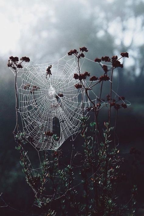 Fall Aesthetic Bedroom, Tattoo Snapchat, Spooky Spider Web, Gothic Cottagecore, Dark Cottage Core, Goth Cottagecore, Dark Forest Aesthetic, Smile Art, Foggy Forest