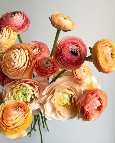 Peach Ranunculus, Ranunculus Bouquet, Garden Cactus, Flower Identification, Ranunculus Flowers, Fleur Orange, Cut Flower Garden, Roses Pink, 수채화 그림