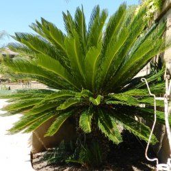 10 Reasons Not to Plant the Sago Palm (but I planted that baby anyway) Sago Palm Care, Tree Removal Cost, Palm Tree Care, Palm Tree Types, Sago Palm Tree, Palm Trees Garden, Cycas Revoluta, Palm Trees Landscaping, Small Palm Trees