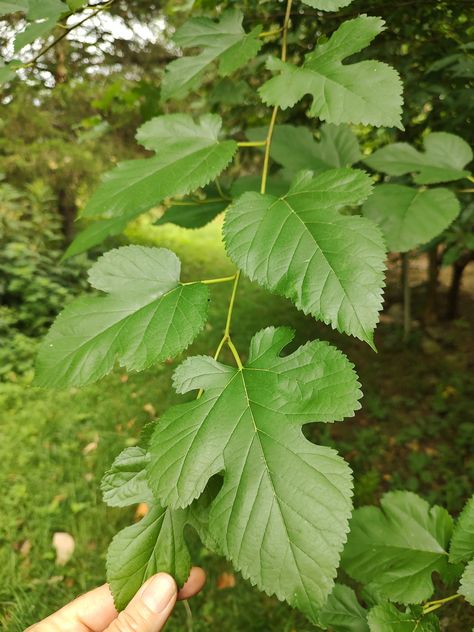 Each leaf harvested one at a time by hand, with love and care from our family homestead in the Missouri Ozark mountains. These are 100% naturally grown red mulberry leaves, Morus rubra. Grown and harvested this season.  I gather them and then dry them immediately at 95 degrees in my home dehydrator. Thank you for looking! Please feel free to message me with any questions. Raine Bradford Lost Acre Plants Washburn Missouri Mulberry Benefits, Mulberry Plant, Mulberry Logo, Mulberry Trees, Mulberry Leaves, Silk Moth, Mulberry Fruit, Family Homestead, Root Structure