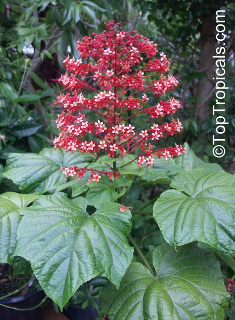 Clerodendrum paniculatum, Pagoda Flower, Orange Tower Flower, Clerodendron Pagoda Flower, Sebring Florida, Special Plants, Pagoda Garden, Shade Tolerant Plants, Plant Structure, Plants For Garden, Florida Plants, Japanese Pagoda