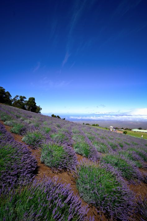 Maui Lavender Farm, Kula Hawaii, Kula Maui, Albert Einstein Photo, Brand Patterns, Mauna Kea, Hawaii Maui, Hawaii Life, Lavender Farm