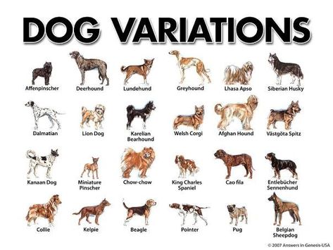 dogs Small Dog Breeds Chart, Dog Breeds Chart, Cat Breeds Chart, Best Cat Breeds, Types Of Dogs Breeds, Beautiful Dog Breeds, Dog Breeds List, All Breeds Of Dogs, Dog Breeds Medium