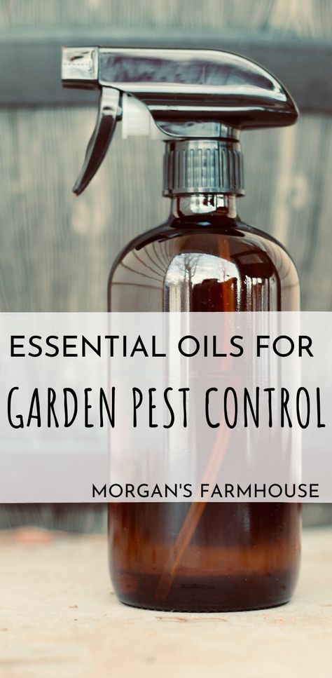 Peppermint Oil Uses Pest Control, Garden Pest Spray, Peppermint Oil Uses, Getting Rid Of Slugs, Growing Vegetables At Home, Beginner Gardening, Mint Water, Stink Bugs, Garden Pest Control