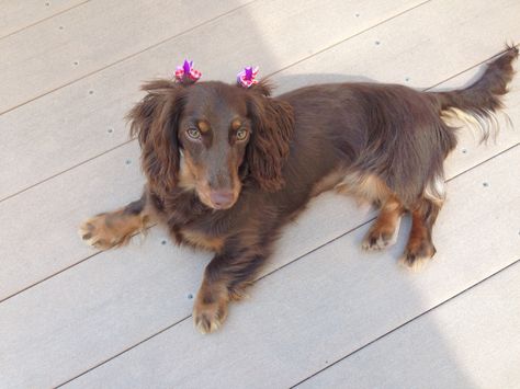 Chocolate Long Haired Dachshund, Mini Long Haired Dachshund, Weiner Dog Puppies, Chocolate Dachshund, Long Haired Miniature Dachshund, Daschund Puppies, Puppy Ideas, Long Haired Dachshund, Dog Puppies