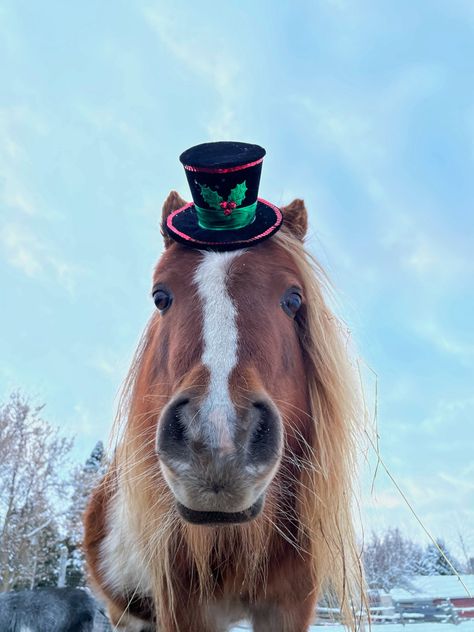 Horse Christmas Pictures, Christmas Cowboy Hat, Christmas Horse, Horse Christmas, Horse Costumes, Christmas Horses, Farm Ranch, Cowboy Christmas, Christmas Inspo