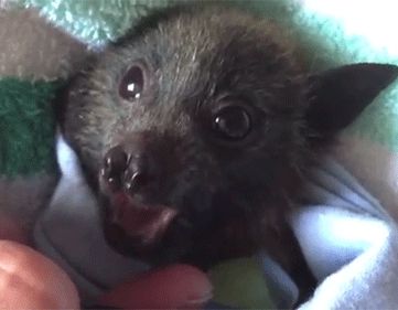 via GIPHY Fruit Bat, Baby Bats, Cute Bat, Silly Animals, Baby Gif, Cute Images, Cute Funny Animals, Animals Friends, Beautiful Creatures