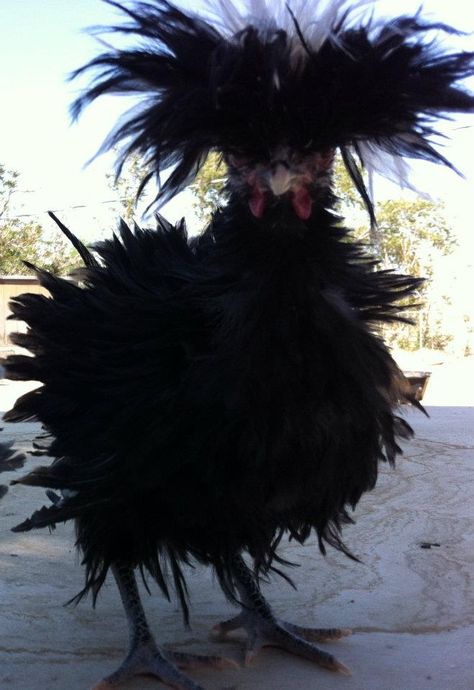 Chicken Pet Cute, Fluffy Chickens, Australorp Chicken, Polish Chicken, Fluffy Chicken, Chicken Pictures, Types Of Chickens, Fancy Chickens, Beautiful Chickens