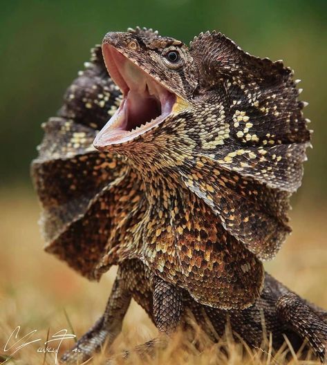 Anaconda Verde, Frilled Lizard, Lizard Dragon, Animals Care, Cool Pictures For Wallpaper, Interesting Animals, Exotic Animals, Unusual Animals, Australian Animals