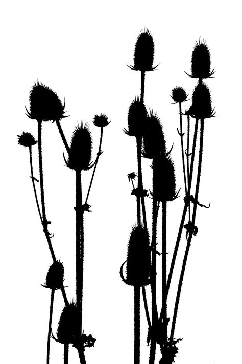 Plants Silhouette, Wildflower Silhouette, Angie Lewin, Silhouette Pictures, Silhouette Cards, New Zealand Art, Flower Silhouette, Floral Decal, Silhouette Portrait