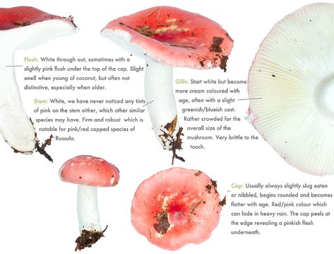 Beechwood Sickener - Russula mairei - Discover the Wild Sickener Mushroom, Russula Mushroom, Mushroom Guide, Higher Art, Wild Mushroom, Wild Mushrooms, The Wild, Habitat, Cream Color