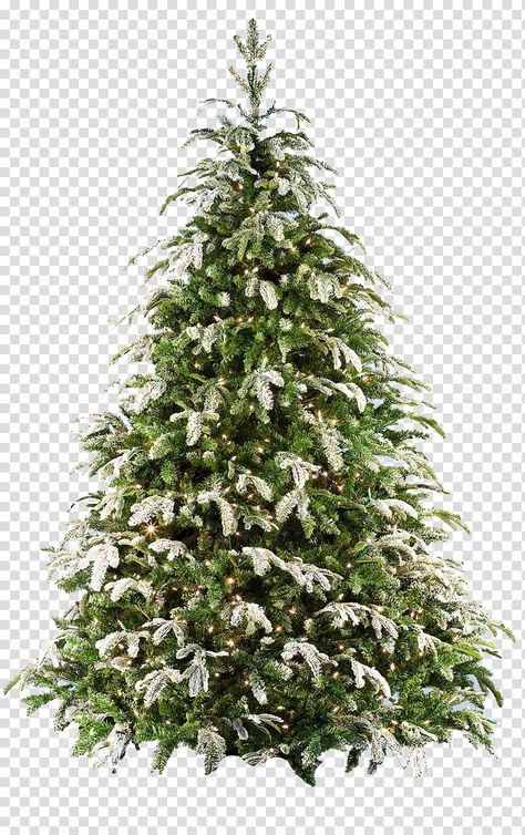 Christmas Tree Transparent Background, Christmas Tree White Background, Tree Render, Christmas Tree White, Big Christmas Tree, Glitter Png, Winter Png, Christmas Tree Graphic, Fraser Fir