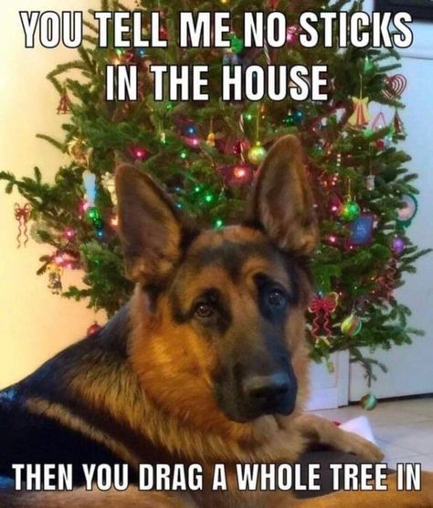 These funny Christmas memes are sure to have you chuckling like Santa all holiday season long. Best enjoyed with hot cocoa. Christmas Memes Funny, German Shepherd Funny, Facebook Quotes, Christmas Memes, Christmas Jokes, Funny Dog Memes, Funny Animal Jokes, Memes Humor, Holiday Humor