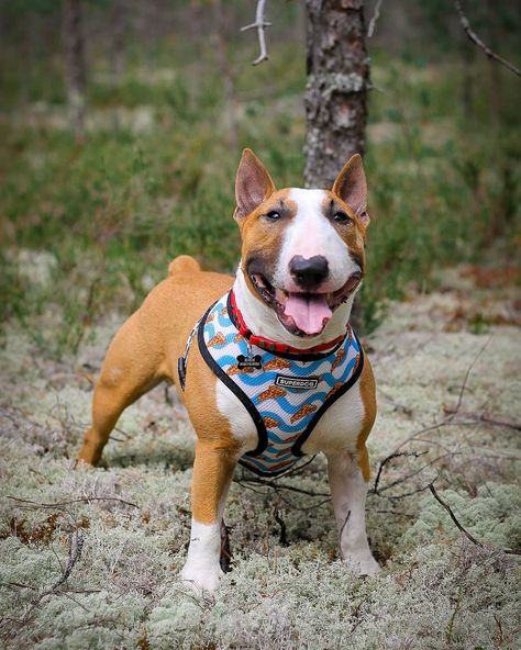 15 Pros and Cons of Owning Mini Bull Terriers - Page 4 of 5 - PetTime Mini Bull Terrier, Mini Bull Terriers, Miniature Bull Terrier, Advantages And Disadvantages, Bull Terriers, The Study, Pros And Cons, Bull Terrier, Dog Owners