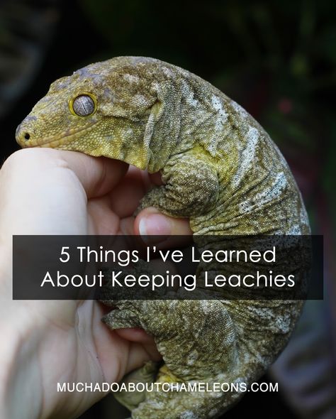 5 Things I've Learned About Keeping Leachies (R. leachinus geckos) Leachie Gecko Enclosure, Leachie Gecko, Leopard Gecko Facts, Leachianus Gecko, How To Take Care Of Leopard Geckos, Types Of Geckos Pets, Breeding Crested Geckos, Leopard Geckos Cute, Gargoyle Gecko