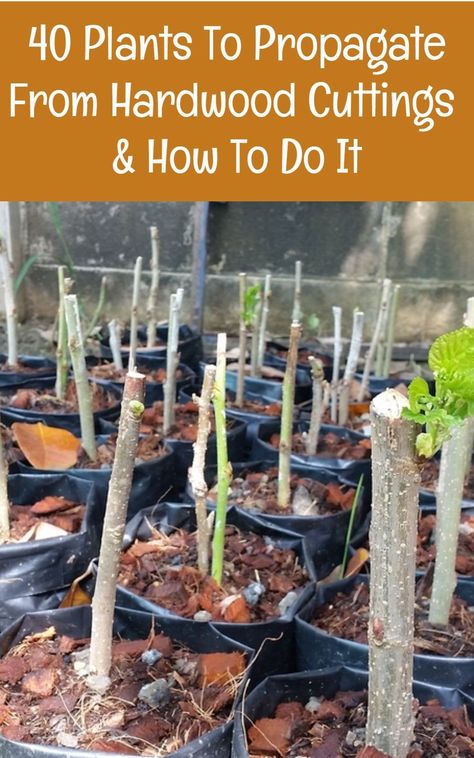 Take hardwood cuttings from your edible and flowering bushes, shrubs and vines in fall and by next spring you'll have dozens - or even hundreds - more plants for free. Here's how to do it and 40 plants you can try it on. Fruit Tree Cuttings, Propagating Apple Trees From Cuttings, Propagating Trees, Plants To Propagate, Grafting Plants, Growing Fruit Trees, Flowering Bushes, Plant Propagation, Astuces Diy