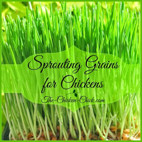 Chicken Boredom, Sprouted Grains, Chicken Health, Chicken Eating, Chicken Treats, Chicken Chick, Chicken Garden, Keeping Chickens, Building A Chicken Coop