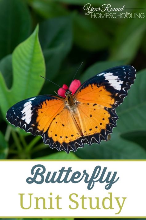 Butterfly Unit Study - Year Round Homeschooling Butterfly Unit Study, Butterfly Study, Butterfly Life Cycle Craft, Stages Of A Butterfly, Life Cycle Craft, Nature Studies, Homeschooling Resources, Blue Morpho Butterfly, Butterfly Species