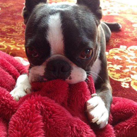 Red Boston Terriers, English Terrier, Boston Terrier Funny, Boston Terrier Lover, Terrier Breeds, Boston Terrier Love, Boston Terrier Puppy, Indoor Dog, Terrier Puppies