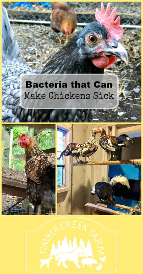 bacteria that make chickens sick Chickens Breeds, Homestead Livestock, Chicken Coop Blueprints, Feeding Chickens, Wyandotte Chicken, Urban Chicken Farming, Homestead Animals, Chicken Roost, Modern Homesteading