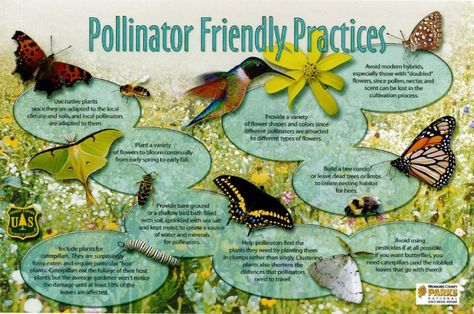 National Pollinator Week | Garden Snips Ivy Bathroom, Pollinators Poster, Wild Gardening, Pollinator Garden Design, Plant Lessons, Butterfly Farm, Interpretive Signage, Bee Friendly Garden, Trail Signs