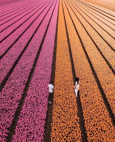 45 satisfying pictures that are perfect for perfectionists. #perfectionist #perfectionism #satisfying Satisfying Photos, Satisfying Pictures, Tulip Fields, Destination Voyage, Perfectionism, Explore Nature, Drone Photography, Elba, Girls Dream