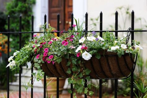 wrought-iron-hanging-planter-basket-and-iron-fence-with-simple-arrow-points-and-white-and-purple-forget-me-nots-with-custom-wooden-tri-panel-french-doors Metal Fence Planters, Over Fence Planters, Over The Fence Planters, Wrought Iron Planters, Hanging Planters On Fence, Hanging Fence Planters Ideas, Fence Flower Boxes, Hanging Basket On Fence, Fence Planters Ideas