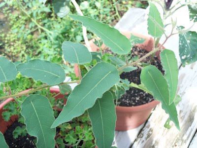 Lemon Eucalyptus - Bought at GreenMarket 9/16/12. 11/10 tried to start cuttings with rooting hormone. Bonsai Techniques, Basil Seeds, Lemon Eucalyptus, Growing Herbs, Patio Area, Potting Soil, Medicinal Plants, Cool Plants, Outdoor Plants