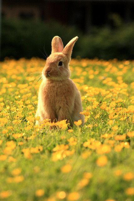 Bunny in a field of flowers Pet Bunny, Cute Animal Photos, Baby Bunnies, Alam Semula Jadi, The Grass, Animal Photo, Cute Little Animals, 귀여운 동물