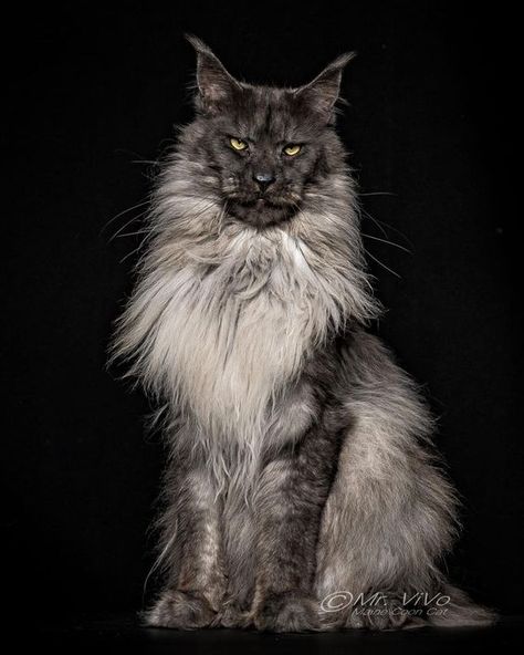 Mancoon Cats, Maine Cooney Cats, Mainecoon Cat, Cat Attack, Exotic Cats, Gorgeous Cats, Arte Cyberpunk, Cat Photography