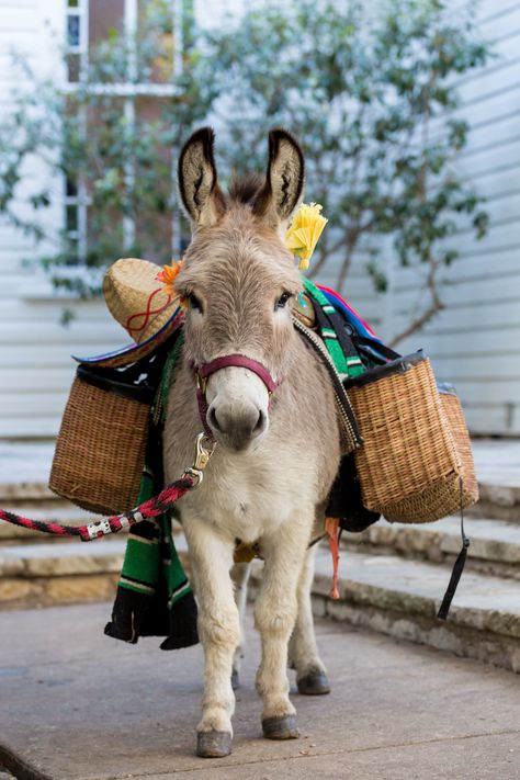 The couple had miniature donkeys with satchels of beer for their guests. “They were very adorable, and a huge hit,” says the bride. Donkey Drawing, Baby Donkey, Mini Donkey, Miniature Donkey, Cute Donkey, A Donkey, Sweet Animals, Animal Photo, Zebras