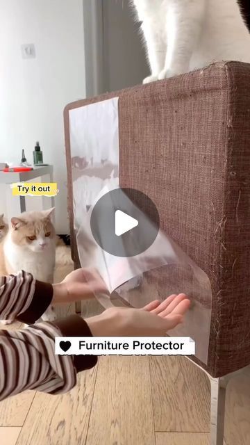 Nio Pets on Instagram: "🛋️✨ Say goodbye to scratched sofas! Introducing our Sofa Protector Film – the ultimate defense against cat claws. 🐾🚫 Keep your furniture looking brand new while giving your feline friend a scratch-approved zone. 🐱💖 Protect and pamper your sofa – because your home deserves to stay stylish and scratch-free! 🏡✨ Share your pet-friendly space using #SofaProtectorChic. Upgrade your furniture game today! 🛍️ [Link is on bio] #CatProofYourSofa #FurnitureProtection #StylishHome" Cat Friendly Sofa, Sofa Protector, Cat Claws, Furniture Protectors, Cat Friendly, Say Goodbye, Gold Wedding, Defense, Pet Friendly