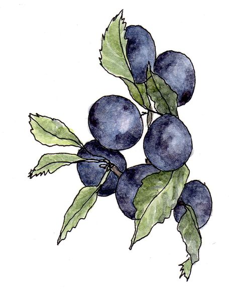 sloes | Kate Wilson Kate Wilson, Sloe Berries, Home Brewing, Written By, Make Your Own, Berry, Arts And Crafts, Paintings, Google Search