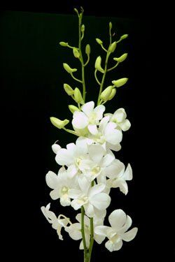 White Dendrobium Orchids, Dendrobium Orchid, Orchid Photography, Orchid Centerpieces, Orchid White, Flower Identification, Types Of Orchids, Orchid Bouquet, Dendrobium Orchids