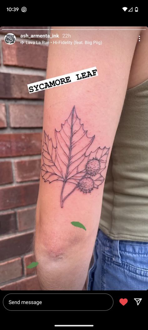 Sycamore Tree Leaf, Sycamore Leaf Tattoo, Sycamore Tree Tattoo, American Sycamore Tree, Sycamore Leaf, Leaf Tattoo, Sycamore Tree, Tree Tattoo, Tree Leaves