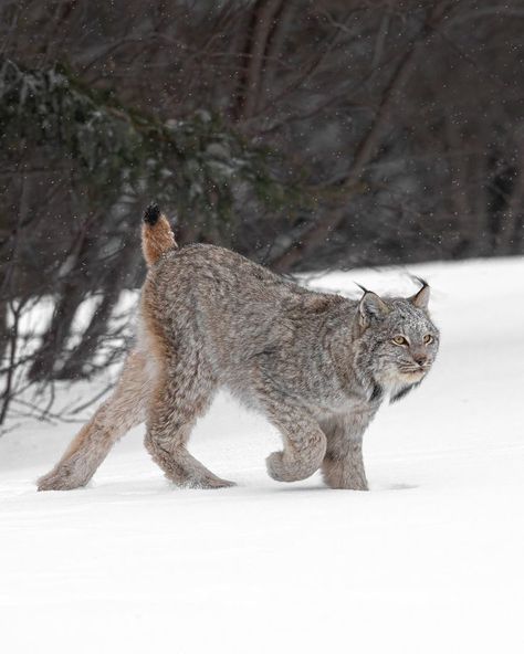 Lynx Pictures, Lynx Cat, Lynx Lynx, Canada Lynx, Cat Species, Canada Images, Dragon Series, Timber Wolf, Exotic Cats