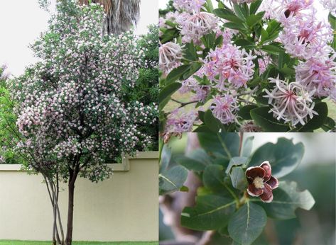 pompon tree - Google Search Indigenous Trees South Africa, Indigenous Garden Ideas South Africa, Indigenous Plants South Africa, South African Indigenous Gardens, Small Garden Ideas South Africa, Small Garden Diy, Garden Ideas South Africa, Indigenous Garden, Africa Trees