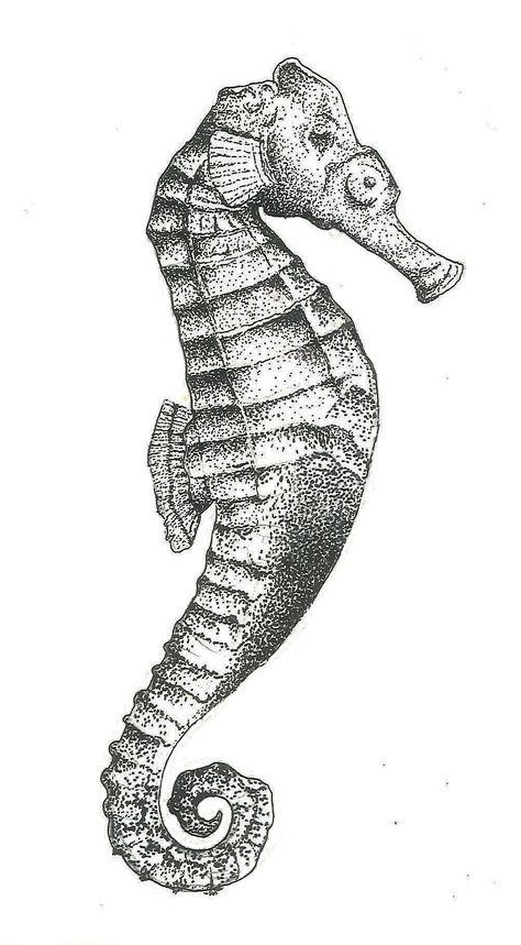 Seahorse Tattoo Design Drawings, Seahorse Tattoo Design, Nautical Compass Tattoo, Seahorse Drawing, Biro Art, Seahorse Tattoo, Octopus Tattoos, Seahorse Art, Easy Doodle Art